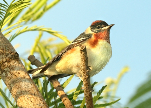 A white-breasted bird with rusty red coloring on its throat and the top of its head. Black feathers cover the bird's face.