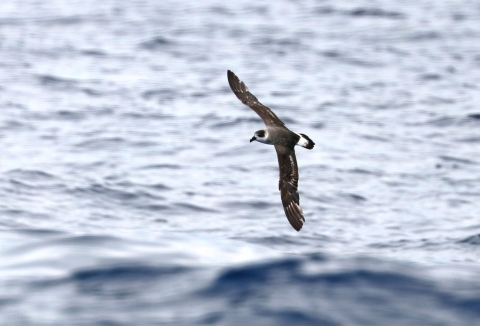 A dark grey bird with black cap flying low over the water