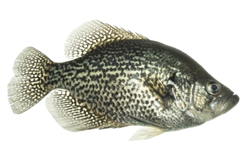A black and green spotted fish with similar pattern on its fins