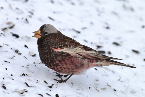 A small bird with grey cap, rosy belly and brown feathers on it's shoulders