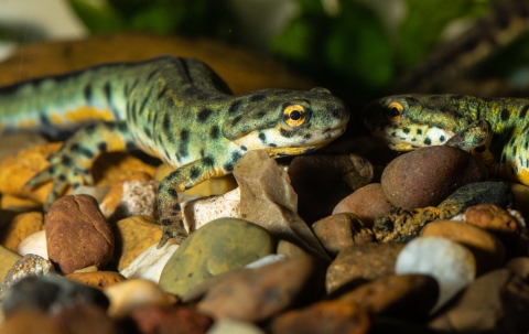 A green newt with black spots and yellow eyes