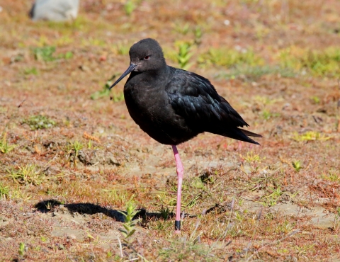 A black bird with black beak standing on one large, orange leg