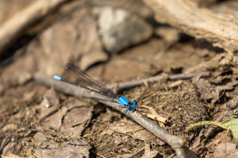 A dragonfly with blue markings on its head, thorax and the tip of its tail, resting on a twig on the ground
