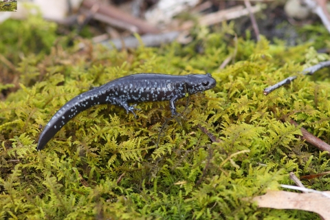 A black salamander with blue spots all along it's sides walking on moss