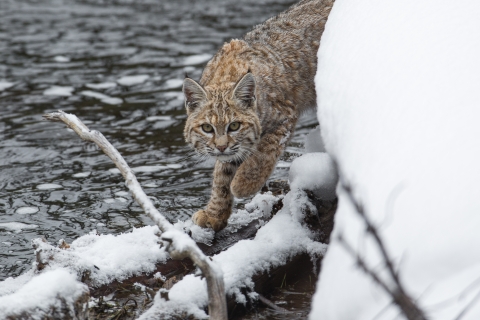 A brown spotted cat walks along a snowy river bank