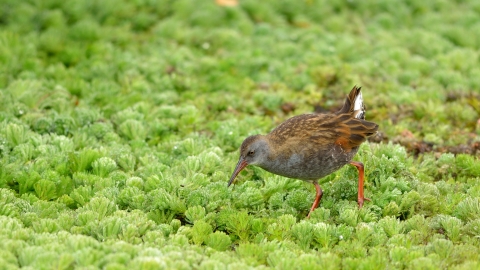 A small brown bird with orange legs walking across green vegetation