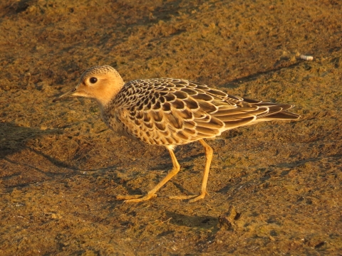A shorebird with different shades of brown in it's feathers and long narrow legs