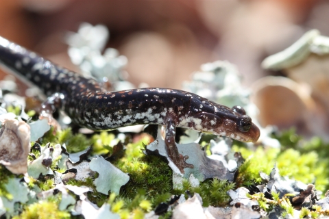 A dark brown salamander with white and copper colored spots along its side and back