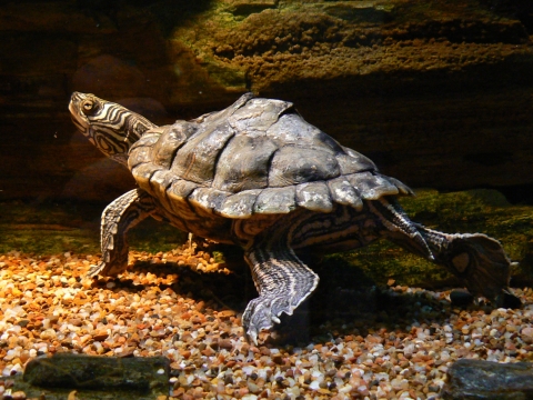A turtle with stripes along its beck and a rigid shell underwater 