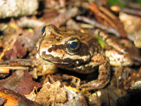 Tan and brown splotched frog with large eyes standing on leaf litter