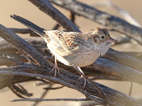A brown and grey bird with tufted feathers on its head