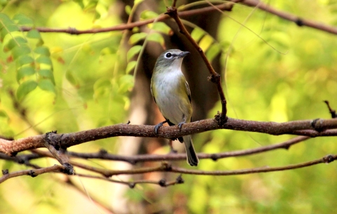A small bird with white breast, grey cheeks and yellow patches below it's wings