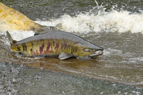 An olive green salmon with red and black tiger stripes on the bank