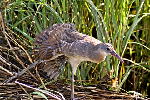 A light brown bird with long legs and beak standing on the bank of a wetland