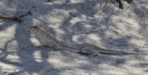 A black and white patterned lizard on similarly colored sand in the shade