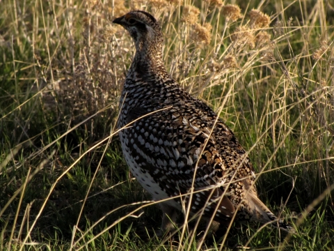 A bird with various shades of brown and black standing in tall grass