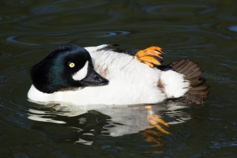 A duck with white breast, a dark navy head and a gold-colored eye