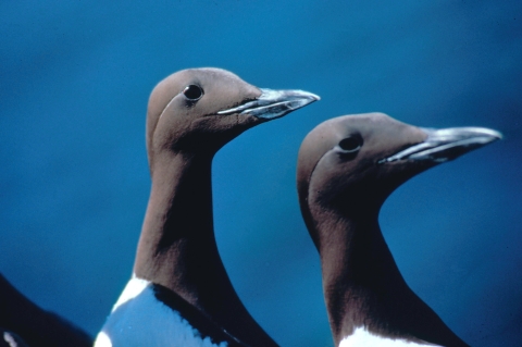 A close-up photo of two birds with black heads and beaks