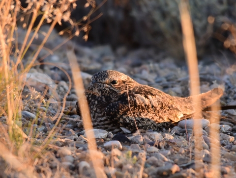 A reticulated brown and sand colored bird laying low on gravel-covered ground