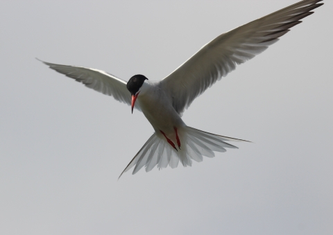 A white bird with black cap and orange beak and legs flies overhead with wings and tail feathers spread