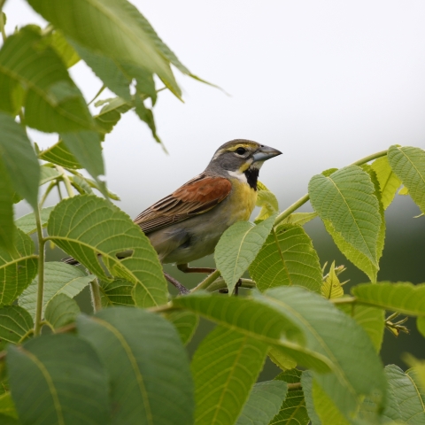 A small bird with grey cap, yellow stripes around it's eye, black throat, yellow breast and brown wings in a tree