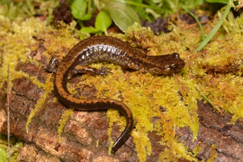 A copper colored salamander with dark brown sides and spots on it's back on a mossy log
