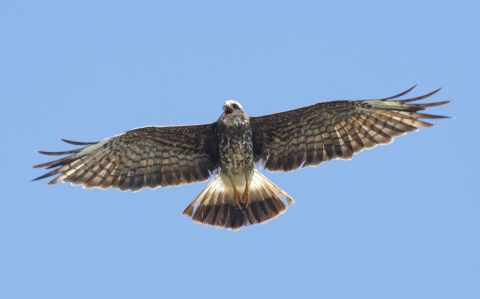 A mostly brown raptor with mouth open and white markings at the beginning of it's tail feathers, flying above