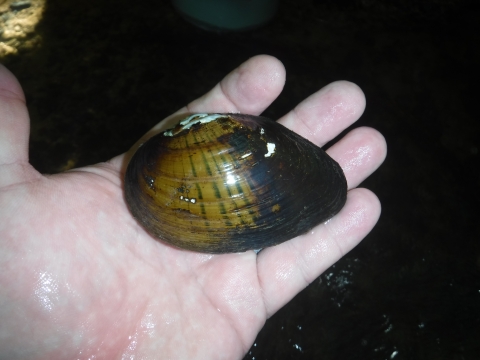 Black and Brown striped mussel in the palm of someone's hand.