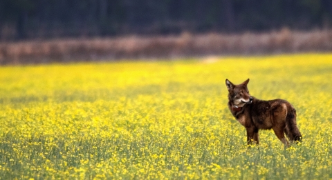 red wolf in field of yellow flowers