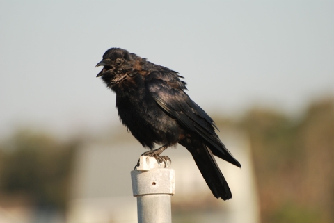 A black bird on a fence post calling