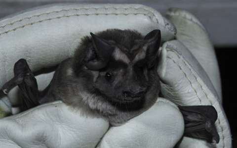 A bat in hand with large ears that partially cover it's face