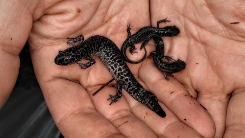 Three silver salamanders almost entirely covered with black splotches