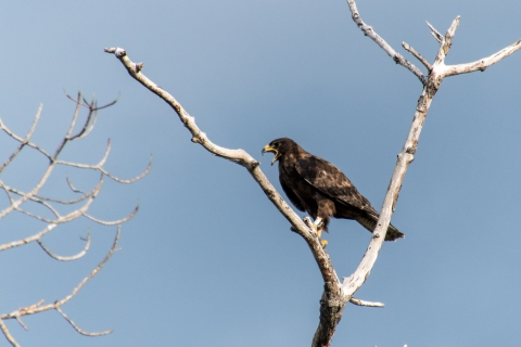 A black and brown bird with a bright yellow beak on a dead branch