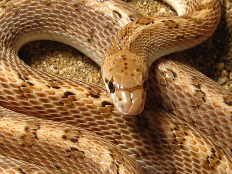 A light orange and cream colored snake, coiled on sandy soil