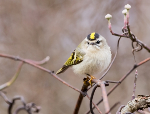 A tan bird with bright yellow feathers on its head and wings
