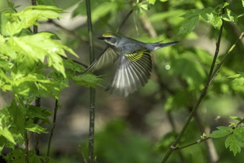 A grey bird in flight with yellow markings on it's wings