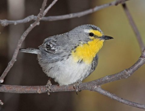 A grey bird with yellow throat perched on a branch