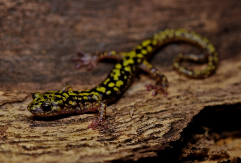 A black salamander with pea soup green spots and large black eyes on a log