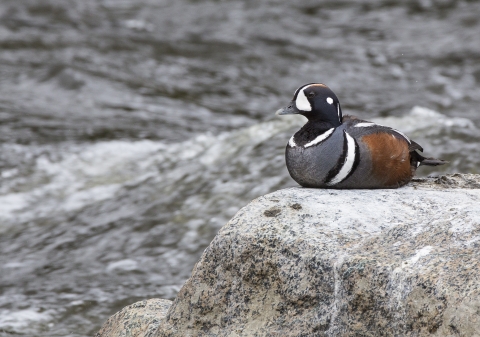 A brown, grey white a black striped duck sitting on a rock next to a flowing river