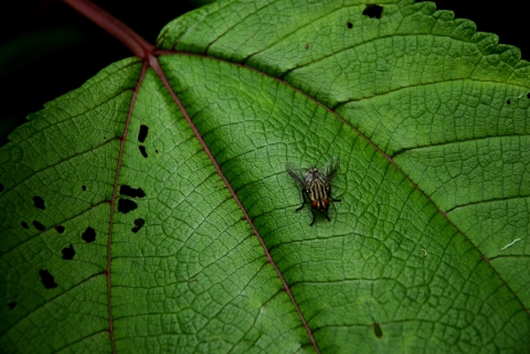 A fly with yellow and black stripes down it's back and bright red eyes on a bright green leaf