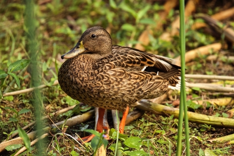 A black and brown duck with orange feet