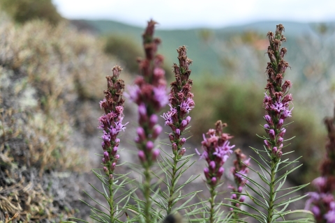 Conical purple flowers emerging from what looks like a rosemary branch in the mountains