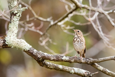 A speckled brown and white bird perched on a branch covered in lichen