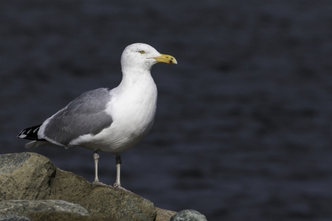 A gull with white breast, grey wings and a black ring around it's beak