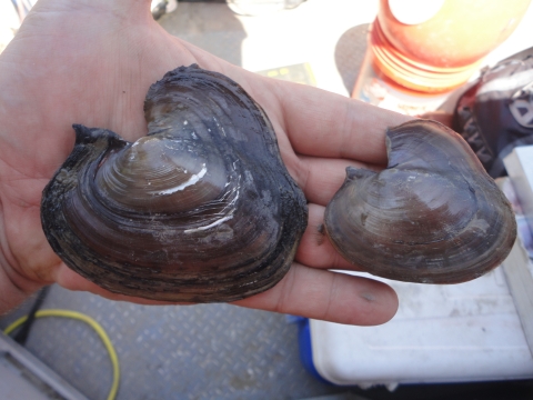 Two Inflated Heelspliter mussels being held in the palm of a hand. The one on the left is larger and more weathered than the one on the right. 