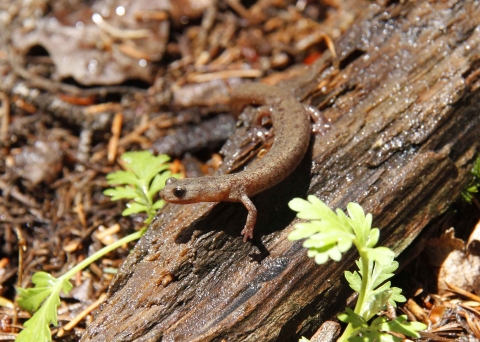 A brown and orange salamander on a wet log