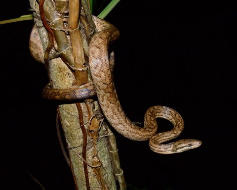 a snake coiled around a tree