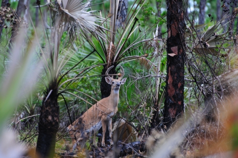 A curious deer with velvet covered antlers in a subtropical forest that was recently burned
