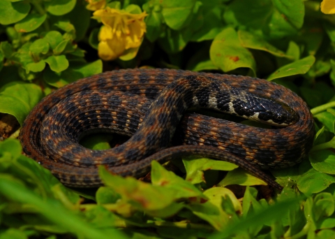 A black and dark orange snake coiled in green vegetation