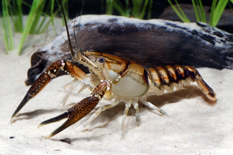 A tan crayfish with burnt orange and black pincers and armor scales on it's torso